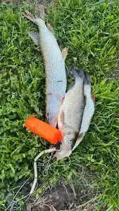 Согринский берег - 41