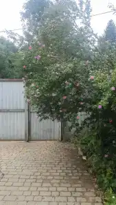 Сова - 0