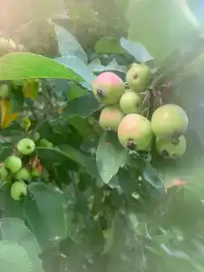 Круиз Вилладж - 65