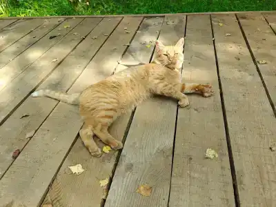 Беловодье - 11