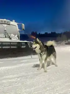 Норд Стар - 6