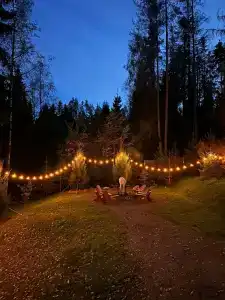 Fox in forest - 7