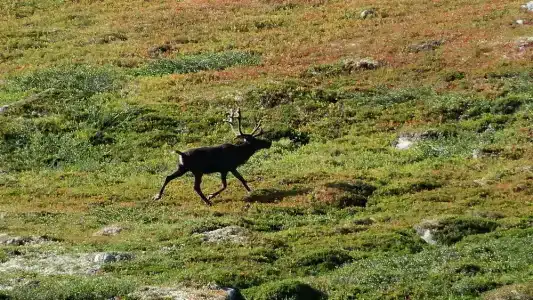 Олёнка лодж - 77