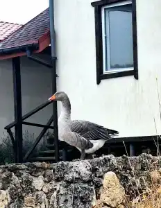 GoosebanD - 49