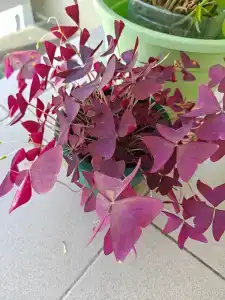 Свирский Пляж - 27