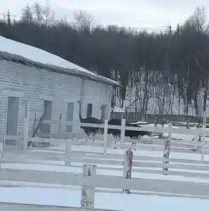 Мурманская страусиная ферма - 92