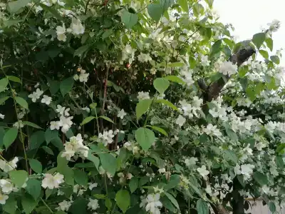 Свирский Пляж - 15