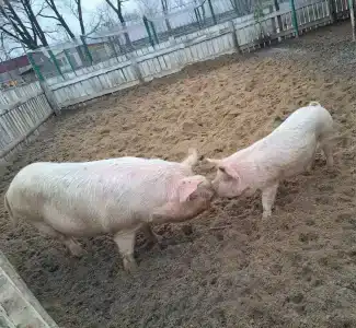 Счастливая подкова - 15