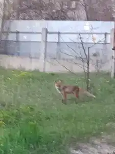 Лазурный - 12