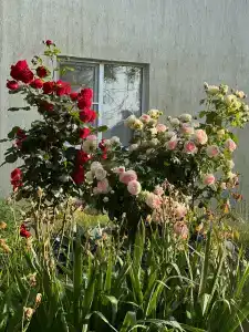 Бригантина - 19