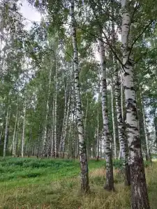 База отдыха Некрасовские Дачи - 34