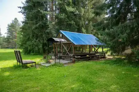 Сосновые шишки - 35