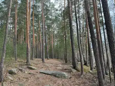 Русь - 7