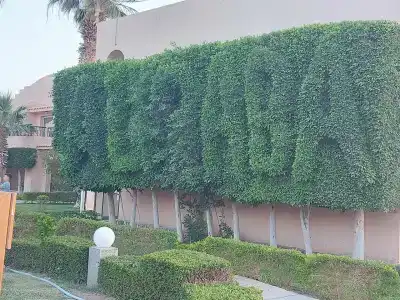 Ali Baba Palace -Families and Couples Only- - 8