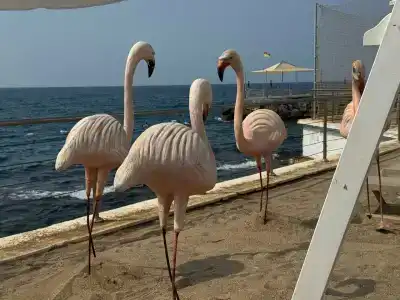 White City Resort - Ultra All Inclusive - 41