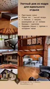 Алтайский Кедр - 9