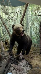 Каменюки - 41