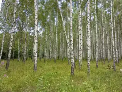 Norke Есенинская Русь - 46