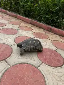 Электра Холидей - 40