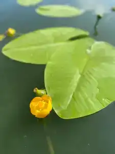 Флотель - 12