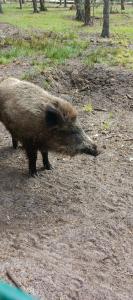 Каменюки - 80