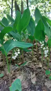 Русский лес - 53