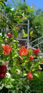 Консульский дворик - 26