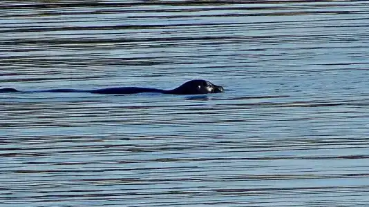 Олёнка лодж - 58