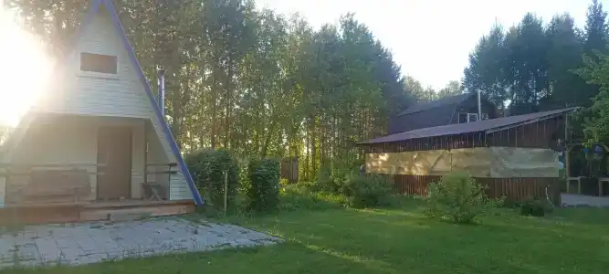Золотой фазан - 25