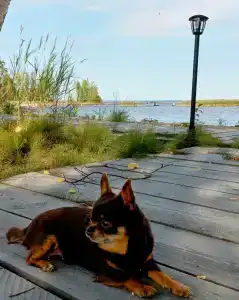 Мы-сЪ Онего - 31