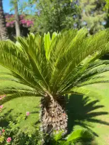 Aydinbey Gold Dream - 91