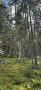 Рузя Карелия - 82