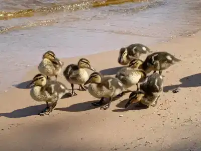 Мы-сЪ Онего - 13