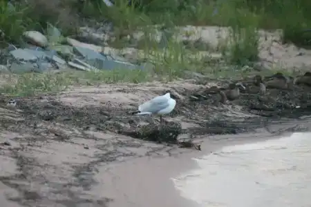 Мы-сЪ Онего - 57