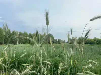 Диоген - 11