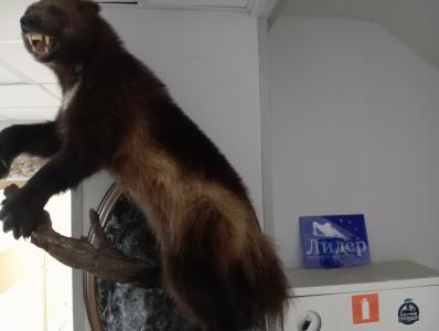 Норд Пилигрим - 25