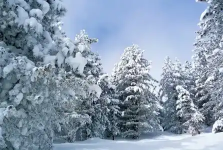 Два Мороза - 29