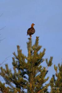 Лувеньга река - 20