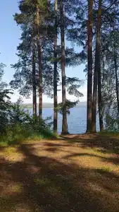 Кедр - 6