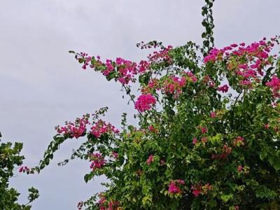 Bougan Villea Retreat - 2
