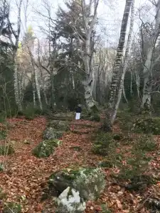 Forest Aura - 39