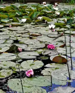 Глэмпинг  Прованс - 12