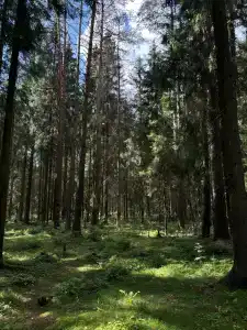 Гусихаус - 32