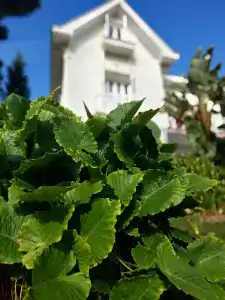 Triada Büyükada - 15