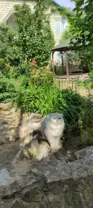 Гостевой Дом у Сабишки - 10