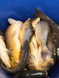 Широкая балка - 77