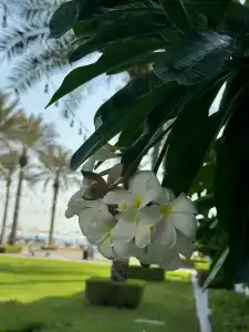 Palace Beach Resort - 30