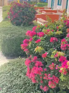 Sunrise Mamlouk Palace Resort - 30