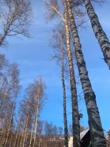 Хутор Кедровый на Зеленом острове - 31