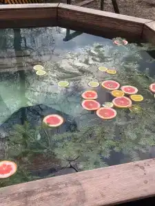 Баглачевские дачи - 53